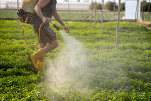 Best Local Pest Control Services  in Pahokee, FL