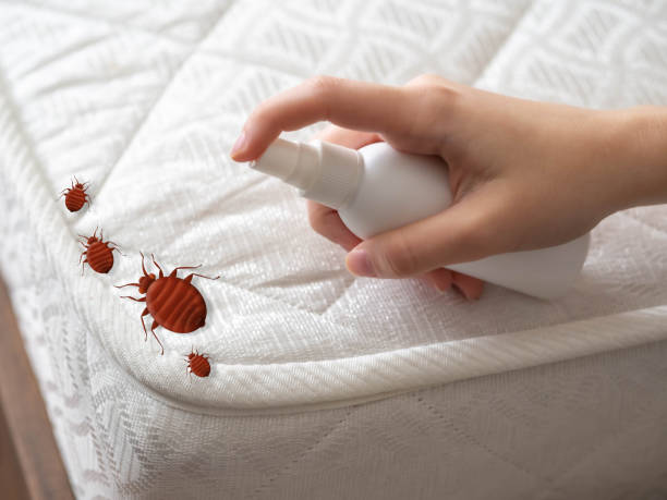 Best Flea Control Services  in Pahokee, FL